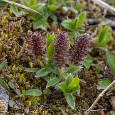 Salix alpina, photographed by Piotr Lukasik