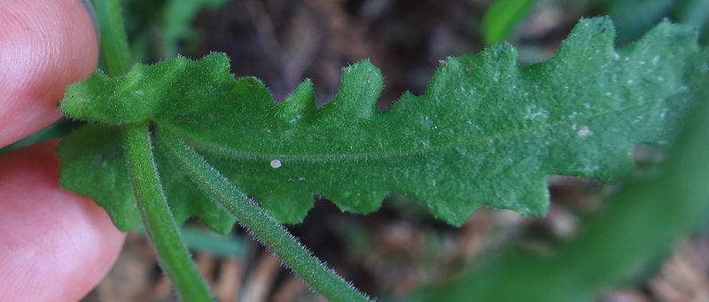 Senecio hastatus, photographed by Diana Studer