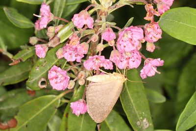 Kalmia angustifolia, photographed by Jake McCumber