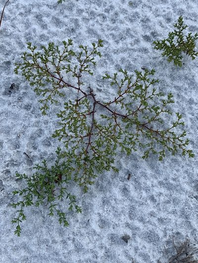 Paronychia chartacea, photographed by Claire Herzog