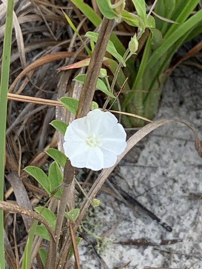 Stylisma villosa, photographed by Claire Herzog