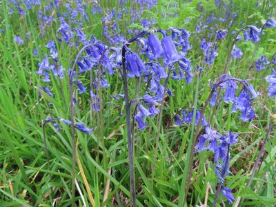 Hyacinthoides non-scripta, photographed by Anne Thomson