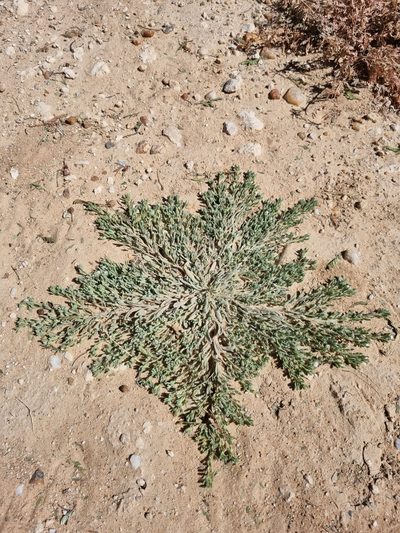 Helichrysum argyrosphaerum, photographed by Marc Fradera-Soler
