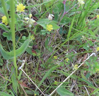 Trifolium dubium, photographed by Anne Thomson