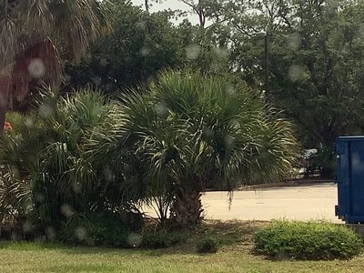 Sabal palmetto, photographed by ALLIE BORGMEYER