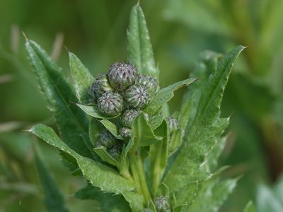 Cirsium arvense, photographed by Jais Knudsen