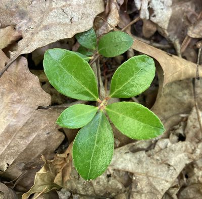 Gaultheria procumbens