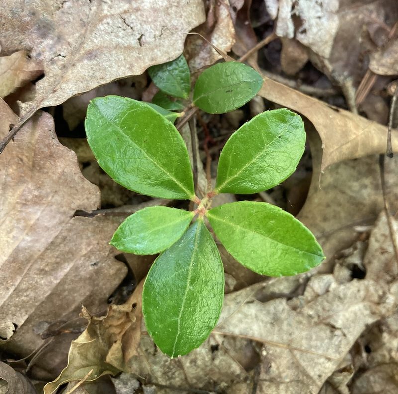 Gaultheria procumbens, photographed by Lori B