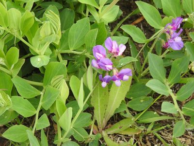 Lathyrus japonicus, photographed by Alexis Godin