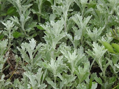 Artemisia stelleriana, photographed by Alexis Godin