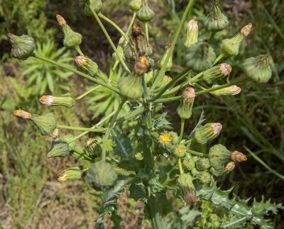 Sonchus asper, photographed by Randy A Nonenmacher