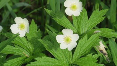 Anemonastrum canadense
