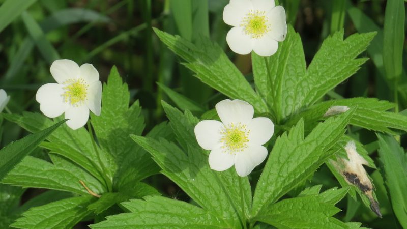 Anemonastrum canadense, photographed by Marilynn Miller
