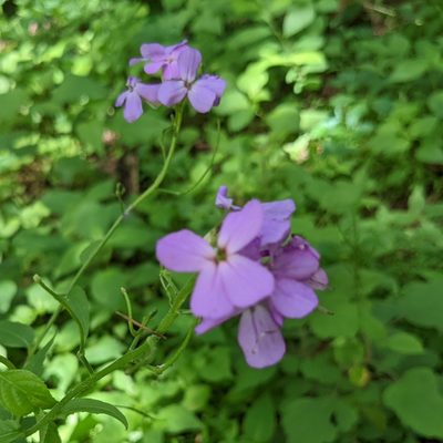 Hesperis matronalis, photographed by Kailey Alderfer