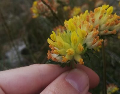 Anthyllis vulneraria, photographed by Thomas