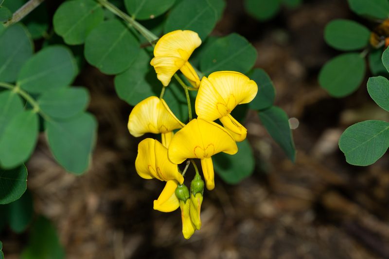Colutea arborescens, photographed by Andrew Skotnicki