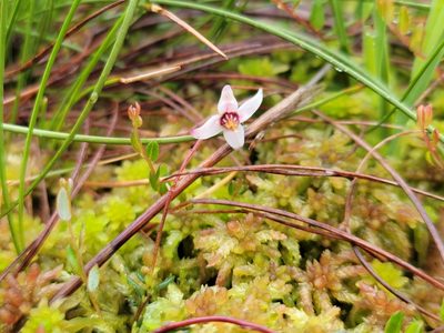 Vaccinium oxycoccos, photographed by Elias