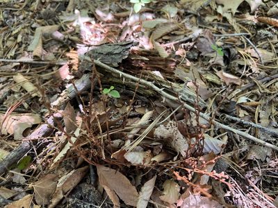 Epifagus virginiana, photographed by Annie Weissman