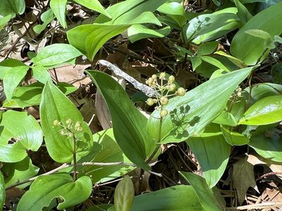 Maianthemum canadense, photographed by Annie Weissman