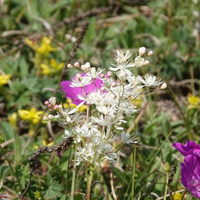 Filipendula vulgaris, photographed by Jais Knudsen