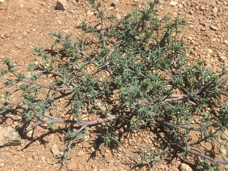 Salsola kali, photographed by Christopher
