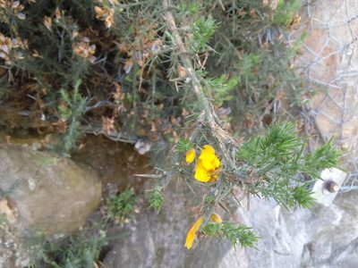 Ulex europaeus, photographed by Loren Cassin Sackett