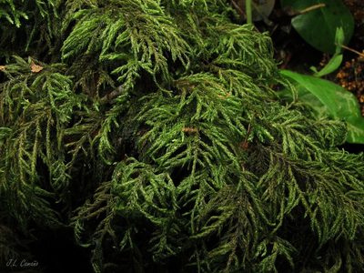 Thamnobryum alopecurum, photographed by José Luis Camaño