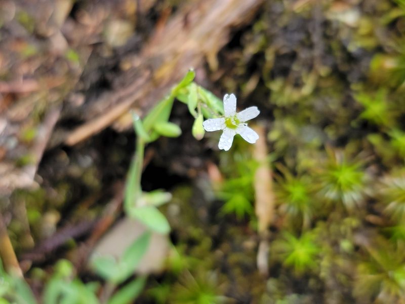 Atocion rupestre, photographed by Elias