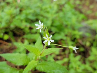 Stellaria nemorum, photographed by Elias