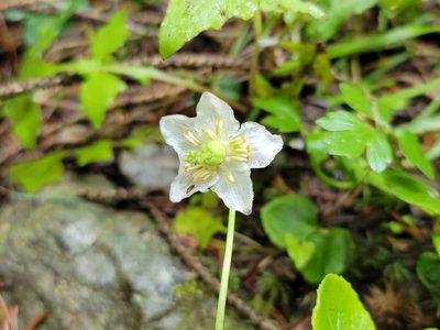 Moneses uniflora, photographed by Elias
