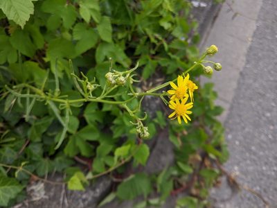 Senecio inaequidens, photographed by bemma