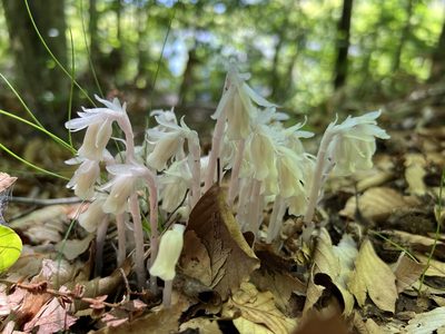 Monotropa uniflora, photographed by Annie Weissman