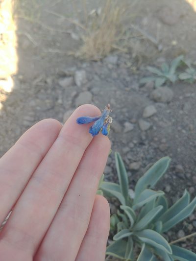 Penstemon pachyphyllus, photographed by Katie Kucera