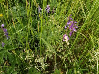 Vicia tenuifolia, photographed by Vladimír Fuka
