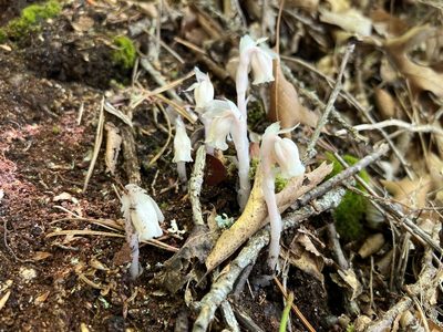 Monotropa uniflora, photographed by Annie Weissman