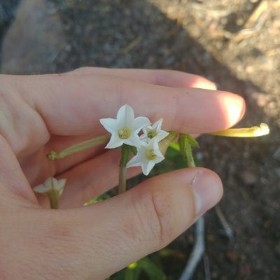 Nicotiana attenuata, photographed by Katie Kucera