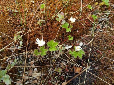 Rubus chamaemorus, photographed by Tyler Smith