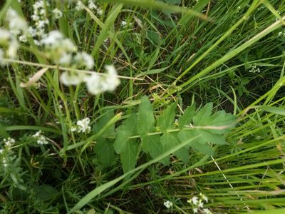 Pastinaca sativa, photographed by Vladimír Fuka