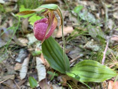 Cypripedium acaule, photographed by Annie Weissman