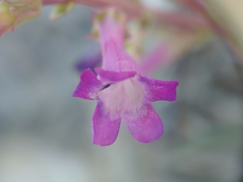 Penstemon confusus, photographed by Katie Kucera