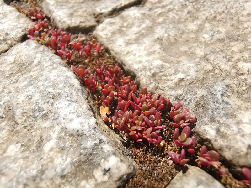 Portulaca oleracea, photographed by Alexis Tinker-Tsavalas