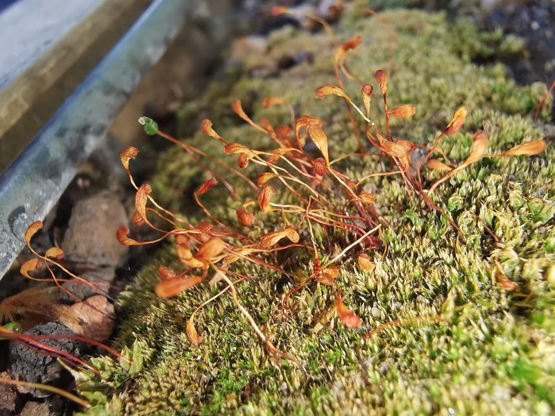 Funaria hygrometrica, photographed by Alexis Tinker-Tsavalas