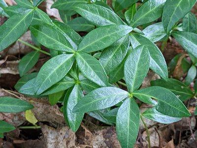 Vinca minor