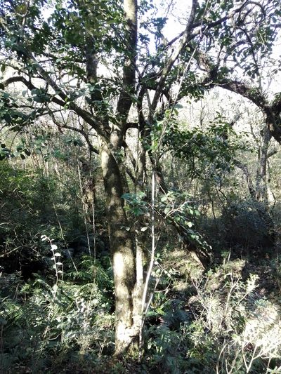 Ilex paraguariensis, photographed by Paisaje Protegido Paso Centurión y Sierra de Ríos