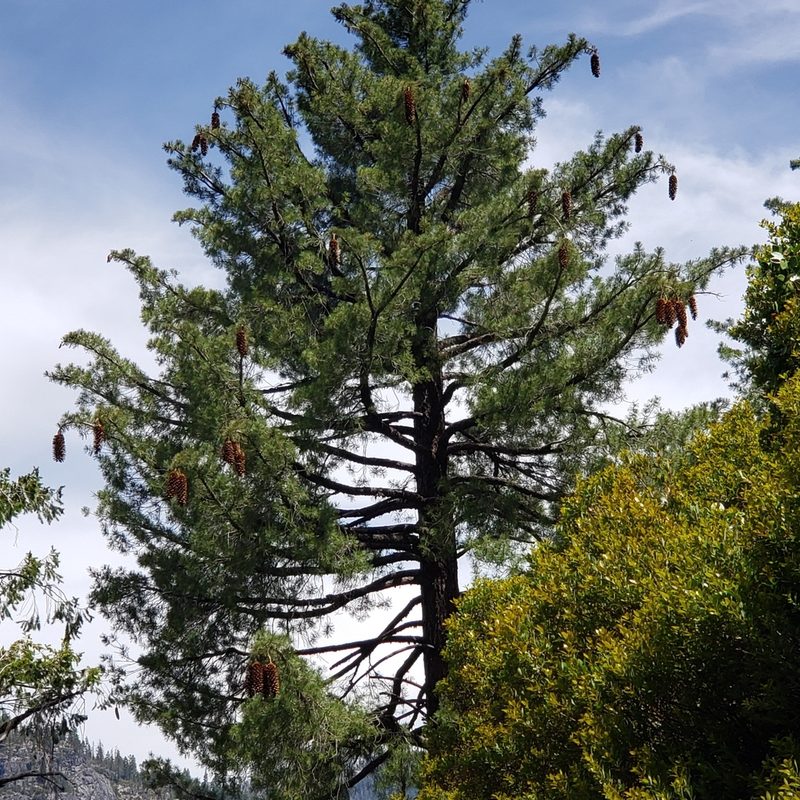 Pinus lambertiana, photographed by Max Mirel