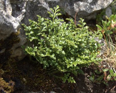 Asplenium ruta-muraria, photographed by Josh Hedley