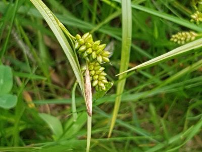 Carex pallescens, photographed by ahabo