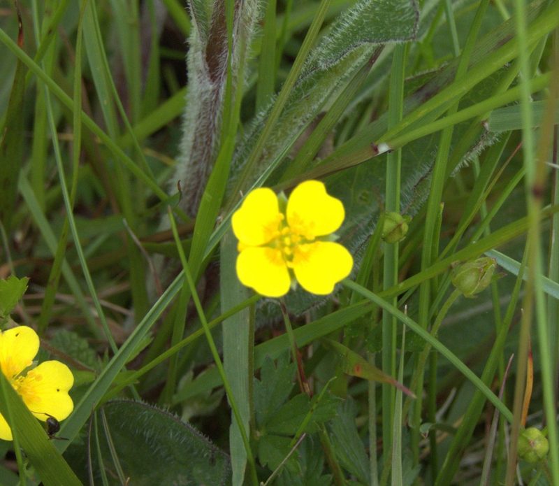 Potentilla verna, photographed by Josh Hedley