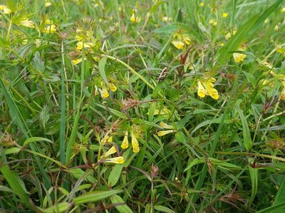 Melampyrum pratense, photographed by ahabo