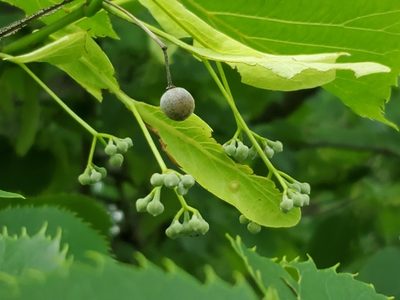 Tilia americana, photographed by Craig Martin